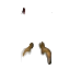 死亡之盾